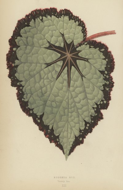 Begonia Rex, Variety Isis by English School